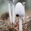 1Coprinus niveus